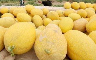 睡前吃绿哈密瓜,绿哈密瓜助你甜蜜入梦