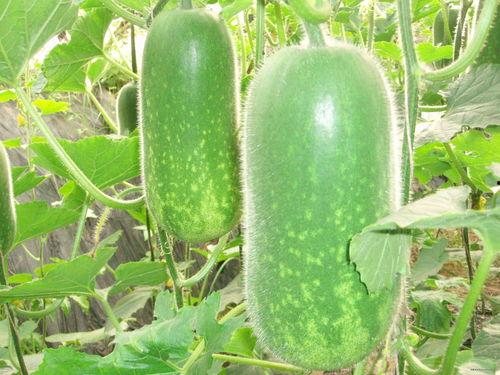 瓜田里吃瓜的cha,品味夏日清凉时光