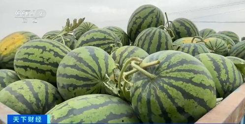 河南援疆吃瓜视频,一场别开生面的吃瓜盛宴