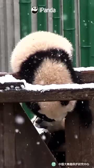 吃瓜熊被打视频,真相与反思