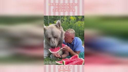 吃瓜熊被打视频,真相与反思