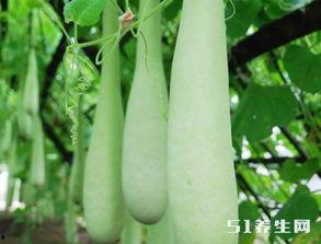 葫芦瓜糖尿病人可以吃吗,糖尿病患者的理想食材选择