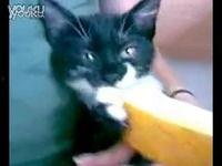小猫吃哈密瓜,一场味蕾与视觉的盛宴