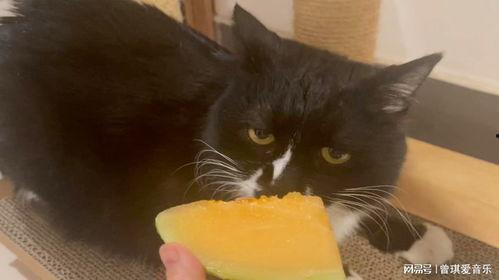 小猫吃哈密瓜,一场味蕾与视觉的盛宴