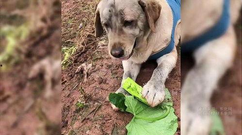 狗狗吃的瓜,瓜类美食的诱惑与营养