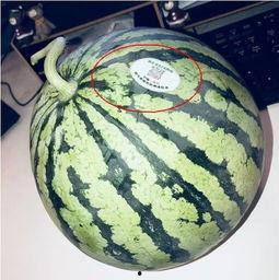 宿舍网红吃瓜,一网打尽校园热点事件