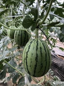 宿舍网红吃瓜,一网打尽校园热点事件