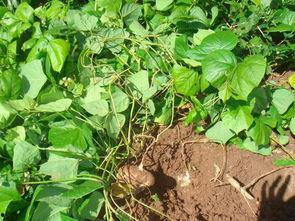 吊床墓土吃瓜,一场别开生面的吃瓜盛宴