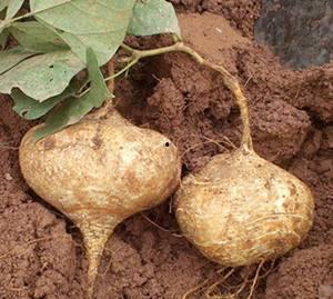 吊床墓土吃瓜,一场别开生面的吃瓜盛宴