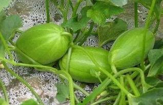 吊床墓土吃瓜,一场别开生面的吃瓜盛宴