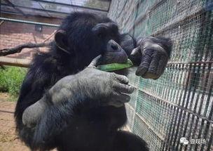 吃瓜视频动物大全,吃瓜视频带你领略动物世界奇观大全