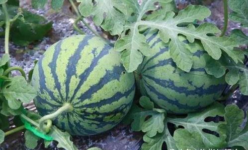 吃瓜经典,揭秘娱乐圈背后的那些事儿