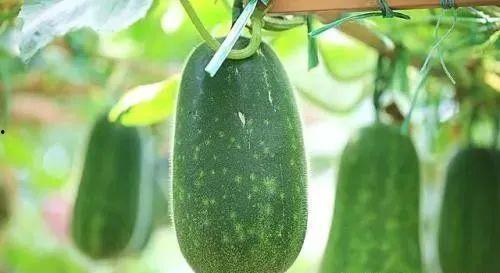 夏天到了该吃瓜了吗,畅享清凉——吃瓜季正式开启！