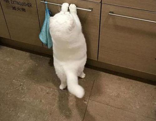 肥猫吃大瓜,大瓜美食盛宴