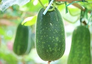 吃瓜与种瓜,揭秘瓜果产业的甜蜜奥秘