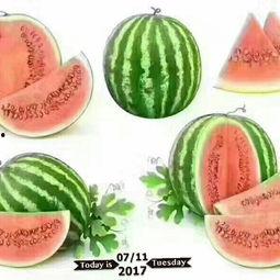 奕甜甜吃的什么瓜,揭秘她钟爱的美味瓜果