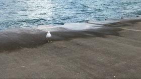 兔子吃瓜主播,揭秘网络主播的趣味生活