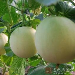 吃瓜仔喉咙痒,揭秘夏日常见不适的应对之道