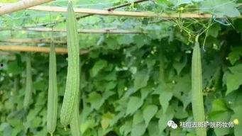 吃瓜血脉果,揭秘神奇果实背后的神秘传说