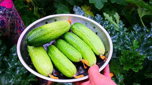 伏天吃五种瓜,清凉一夏养生秘籍