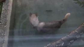 吃瓜狼爷,揭秘娱乐圈背后的神秘故事