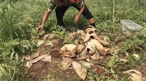 砀山吃瓜打架案件,一场网络围观下的现实冲突