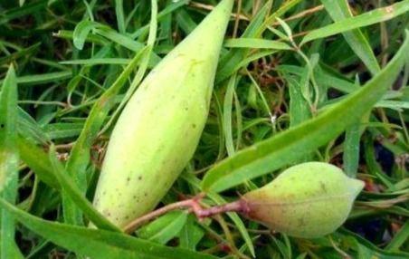 野瓜怎么吃,探索自然美味的新境界