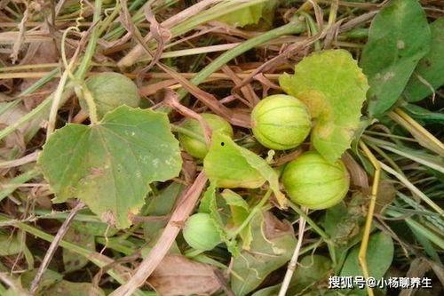 野瓜怎么吃,探索自然美味的新境界