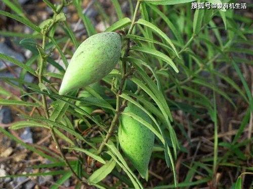 野瓜怎么吃,探索自然美味的新境界