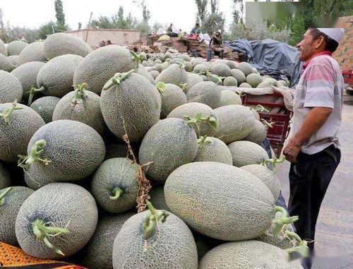 哈密瓜哭残留农药吃,揭秘“哭瓜”背后的食品安全隐忧