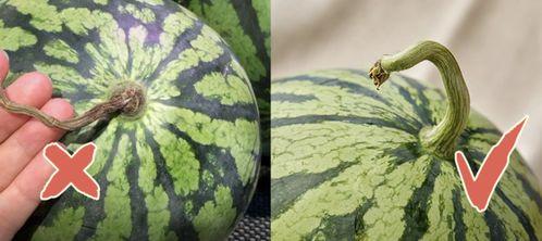 吃瓜中心香港,吃瓜中心的繁华与魅力
