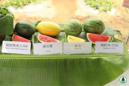 吃瓜中心香港,吃瓜中心的繁华与魅力