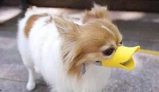 狗狗吃瓜带口罩,萌态十足引网友热议