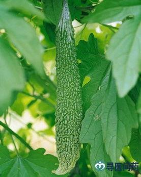 什么瓜减肥可以吃,健康享瘦新选择