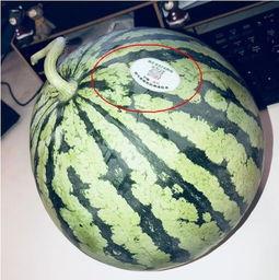 青岛吃瓜网红,青岛网红吃瓜达人带你探秘岛城美食圈