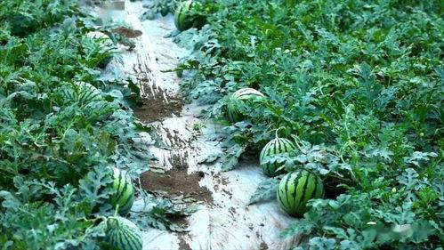 七落吃瓜,揭秘娱乐圈幕后故事