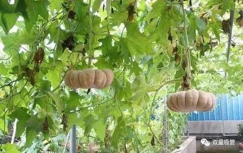 七落吃瓜,揭秘娱乐圈幕后故事