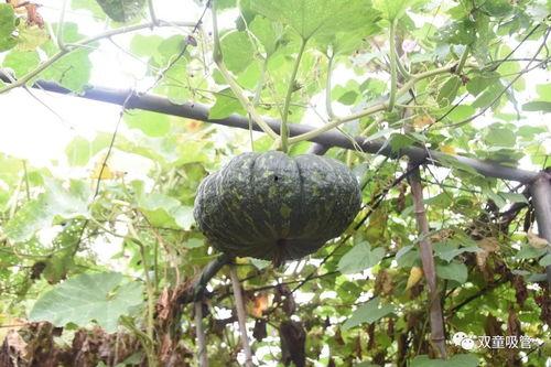 七落吃瓜,揭秘娱乐圈幕后故事