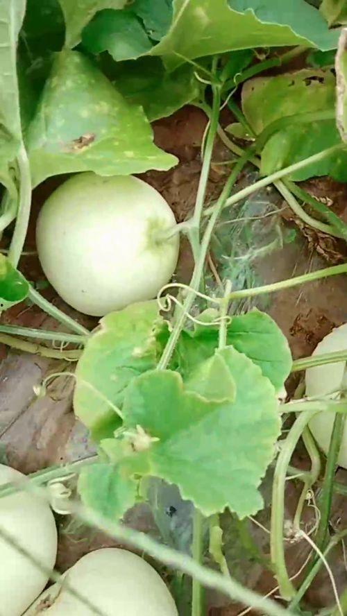 瓜山有什么吃的