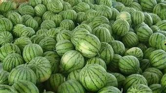 去瓜地里找个瓜吃,瓜地里的美味探险