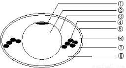 吃瓜遗传现象,家族遗传现象背后的秘密