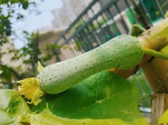 只吃瓜不发瓜,揭秘只吃瓜不发瓜的神秘生活