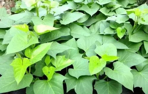 虎耳瓜叶子怎么吃,虎耳瓜叶子的多样食用方法探索