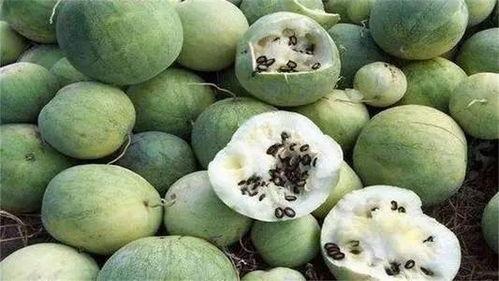 瓜园里的瓜碴子怎么吃才好吃,创意烹饪，美味新体验