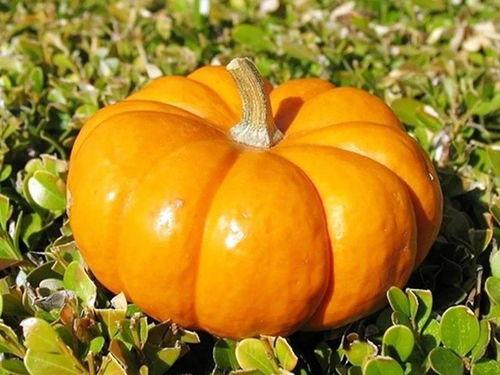 小米蓝瓜怎么吃