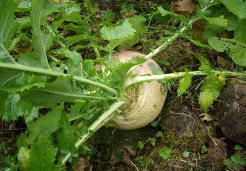 现代年轻人吃瓜,揭秘网络时代的娱乐狂欢