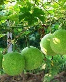 萎瓜吃,探索家常美味新选择