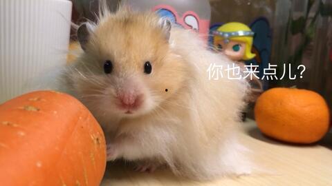 吃瓜金丝熊,揭秘网红宠物的趣味生活