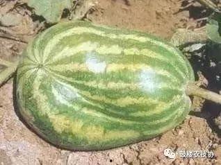 吃牛角瓜真实图片,大自然的独特美味，视觉与味蕾的双重盛宴