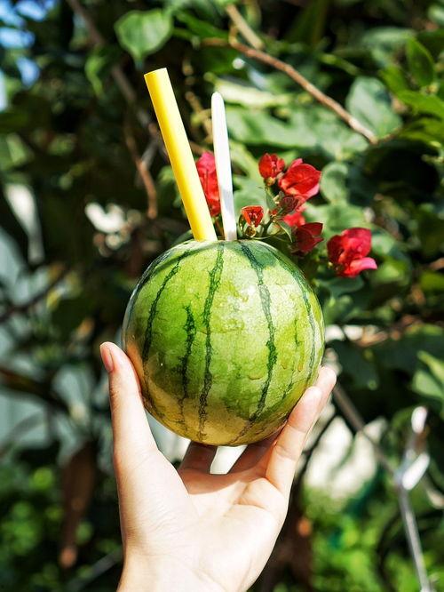 全南澳吃的瓜,品味南澳特色瓜果之旅